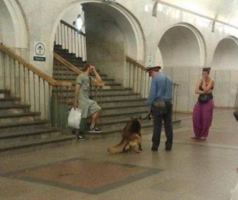Собака с милицией - metro (1).jpg