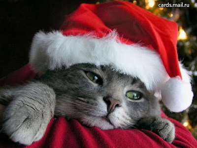 Гороскопы, астрология, нумерология - Год Кота 2011.jpg