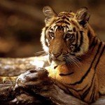 Истина как всегда за пределами понимания, улыбнись - и она твоя - tigr9-0-150x150.jpg