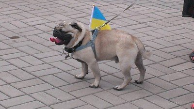 Даже песик за Украину