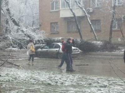 Дерево упало на автомобиль в день после падения Боинга в Ростове