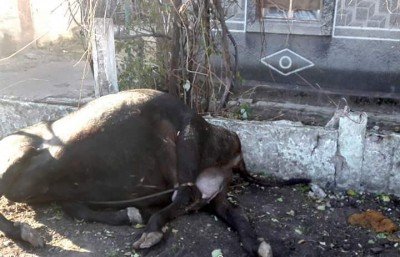 Погибло одно животное, предположительно - корова