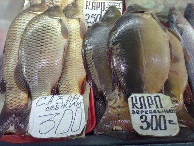 рыба на прилавке живая - ещё зевала